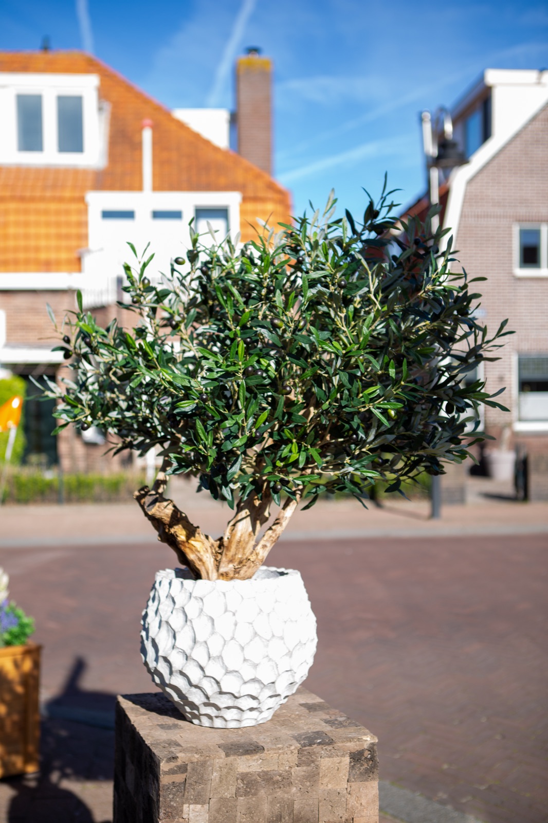 Olijfboom met olijven